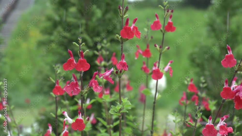 beautiful flowers and plants on a rainy day beautiful flowers and plants on a rainy day