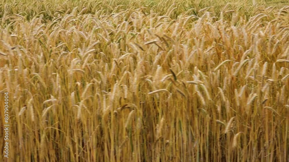 Rye field. Sowing or cultivated rye (Secale cereale) is an annual or biennial herbaceous plant, species of genus Rye (Secale) of family Myatlikovye (Cereals). There are winter and spring forms of rye. Rye field. Sowing or cultivated rye (Secale cereale) is an annual or biennial herbaceous plant, species of genus Rye (Secale) of family Myatlikovye (Cereals). There are winter and spring forms of rye.