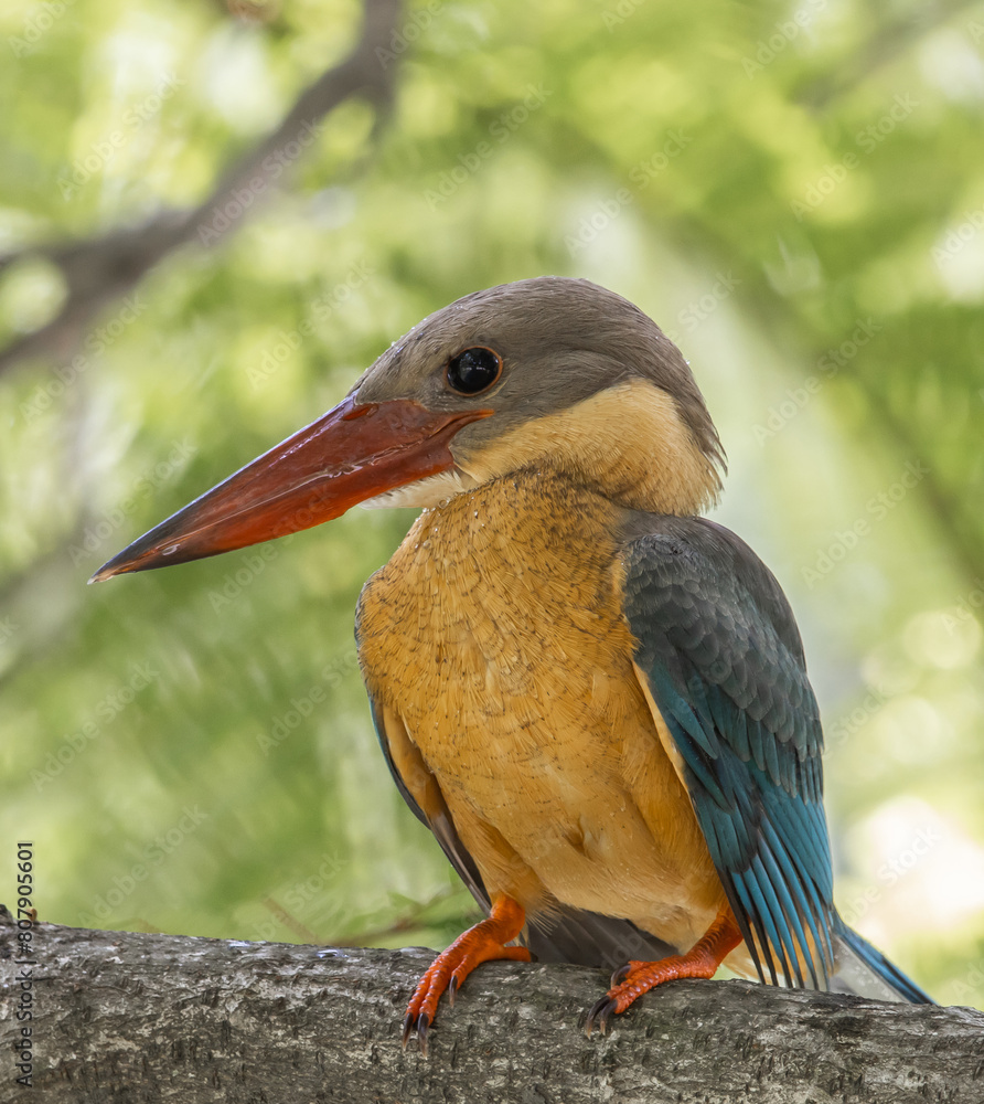 Stork-billed kingfisher childhood on the branch of a tree.