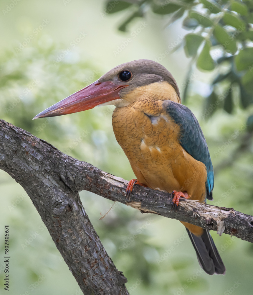 Stork-billed kingfisher childhood on the branch of a tree.