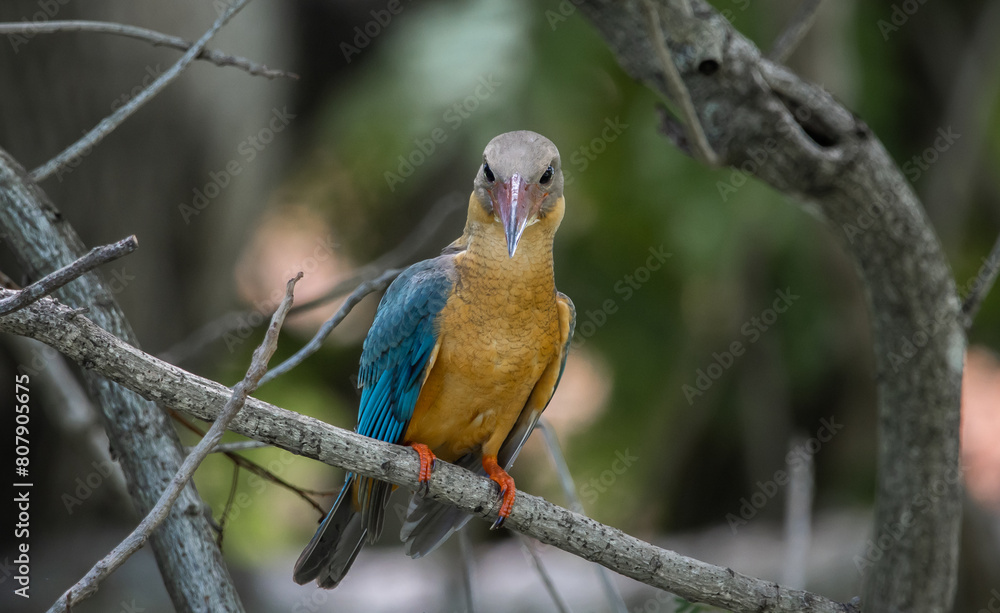 Stork-billed kingfisher childhood on the branch of a tree.