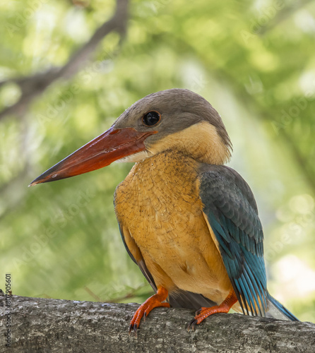 Obraz na płótnie Stork-billed kingfisher childhood on the branch of a tree. w salonie