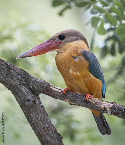 Obraz na płótnie Stork-billed kingfisher childhood on the branch of a tree. w salonie