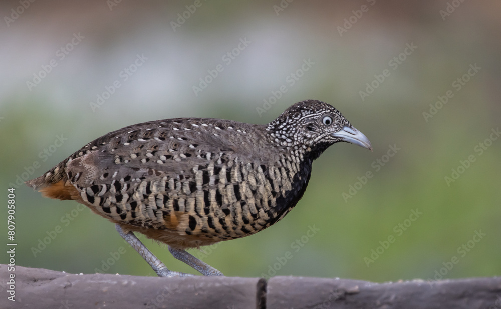 Barred Buttonquail on the ground animal portrait.