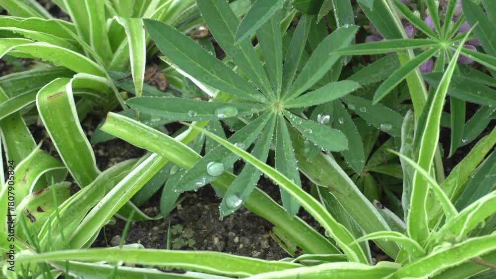 beautiful flowers and plants on a rainy day beautiful flowers and plants on a rainy day