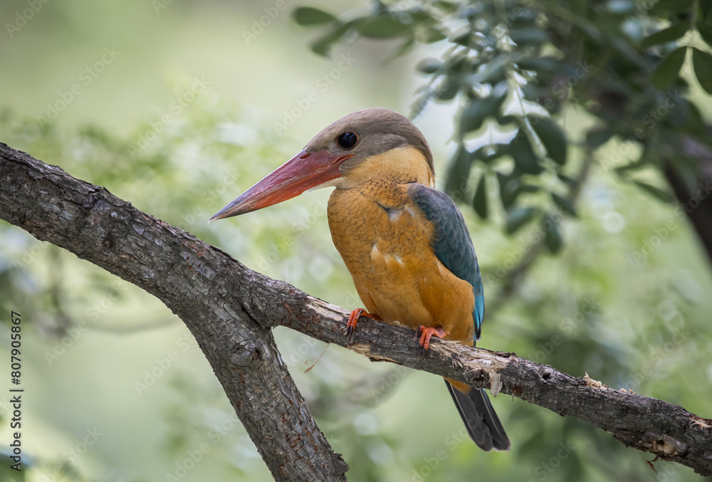 Stork-billed kingfisher childhood on the branch of a tree.