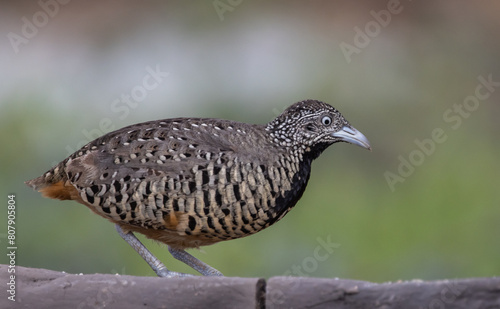 Obraz na płótnie Barred Buttonquail on the ground animal portrait. w salonie