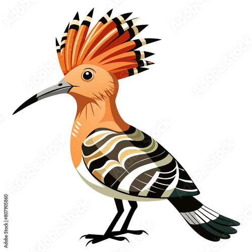 Eurasian Hoopoe (Upupa epops) on white background