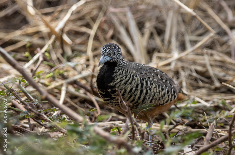 Barred Buttonquail on the ground animal portrait.