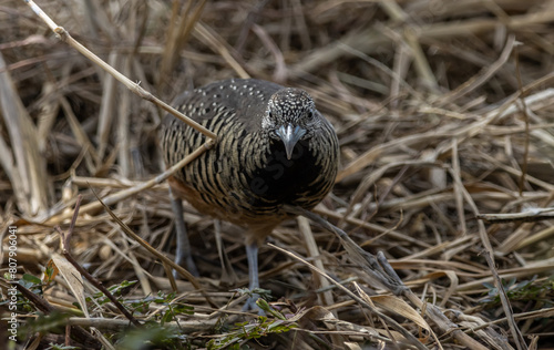 Obraz na płótnie Barred Buttonquail on the ground animal portrait. w salonie