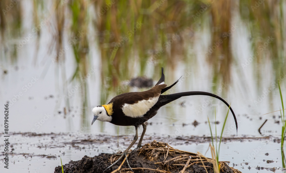 Pheasant-tailed Jacama on the ground animal portrait.