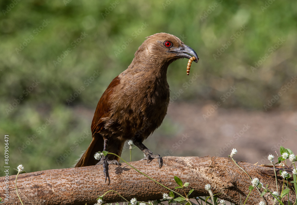 Andaman coucal close up shot animal portrait.
