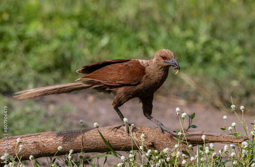 Andaman coucal close up shot animal portrait.