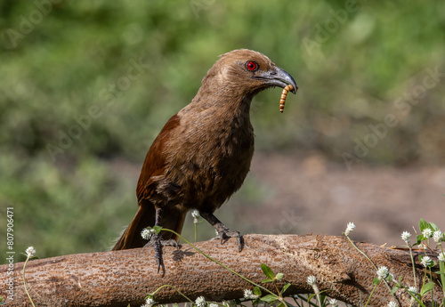 Obraz na płótnie Andaman coucal close up shot animal portrait. w salonie