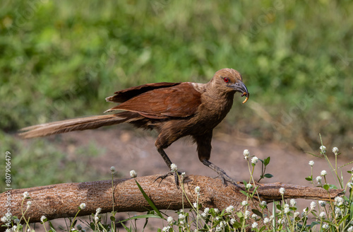 Obraz na płótnie Andaman coucal close up shot animal portrait. w salonie