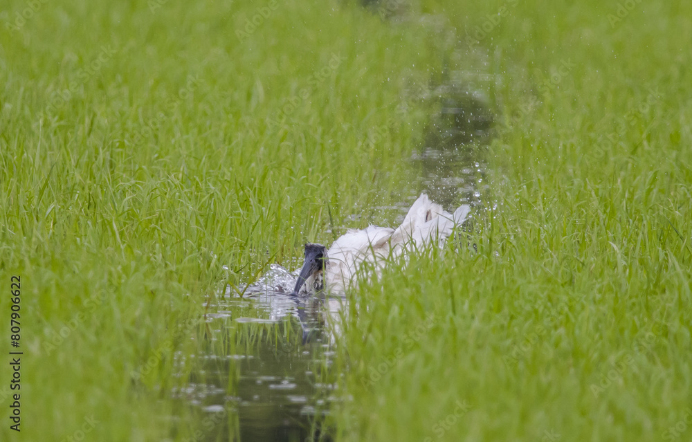 Black-headed Ibis .Bathing in a rice field furrow.