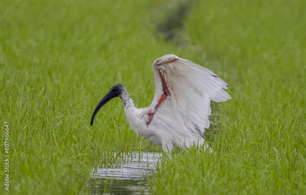Black-headed Ibis .Bathing in a rice field furrow.