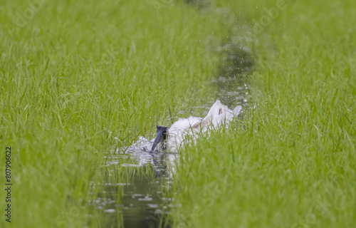 Black-headed Ibis .Bathing in a rice field furrow.
