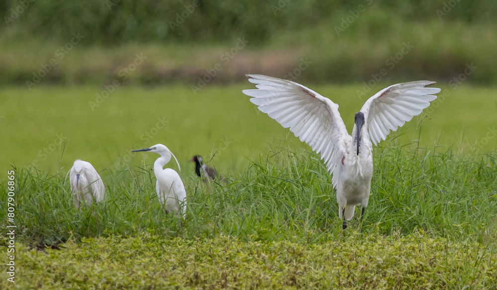 Black-headed Ibis .Bathing in a rice field furrow.