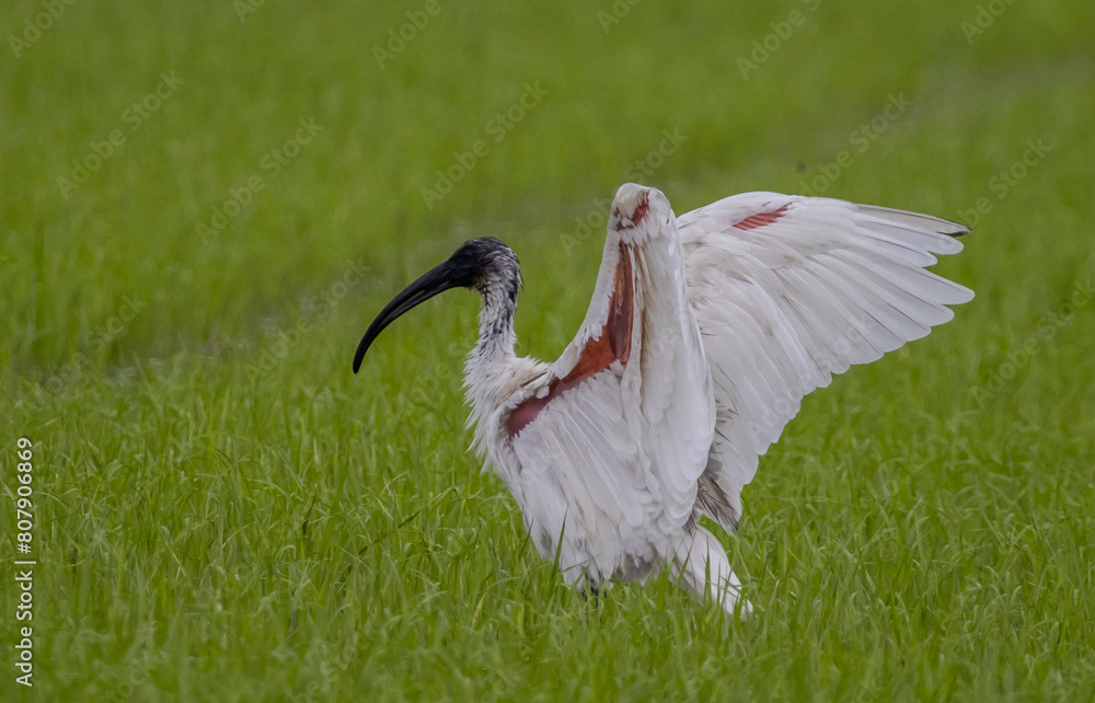 Black-headed Ibis .Bathing in a rice field furrow.