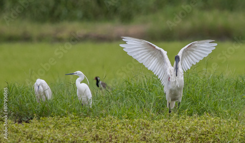 Obraz na płótnie Black-headed Ibis .Bathing in a rice field furrow. w salonie