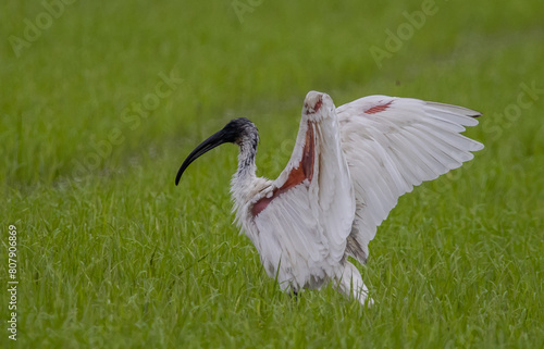 Obraz na płótnie Black-headed Ibis .Bathing in a rice field furrow. w salonie
