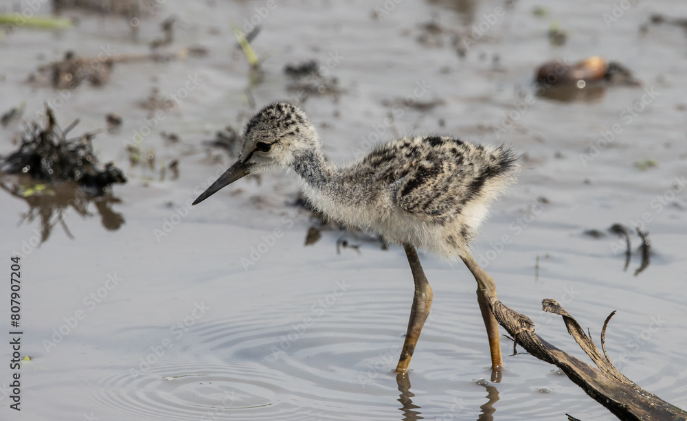 Black-winged Stilt on the ground animal portrait.