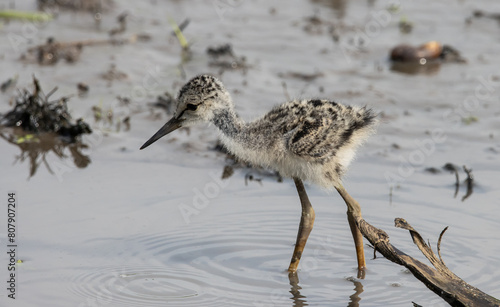 Obraz na płótnie Black-winged Stilt on the ground animal portrait. w salonie