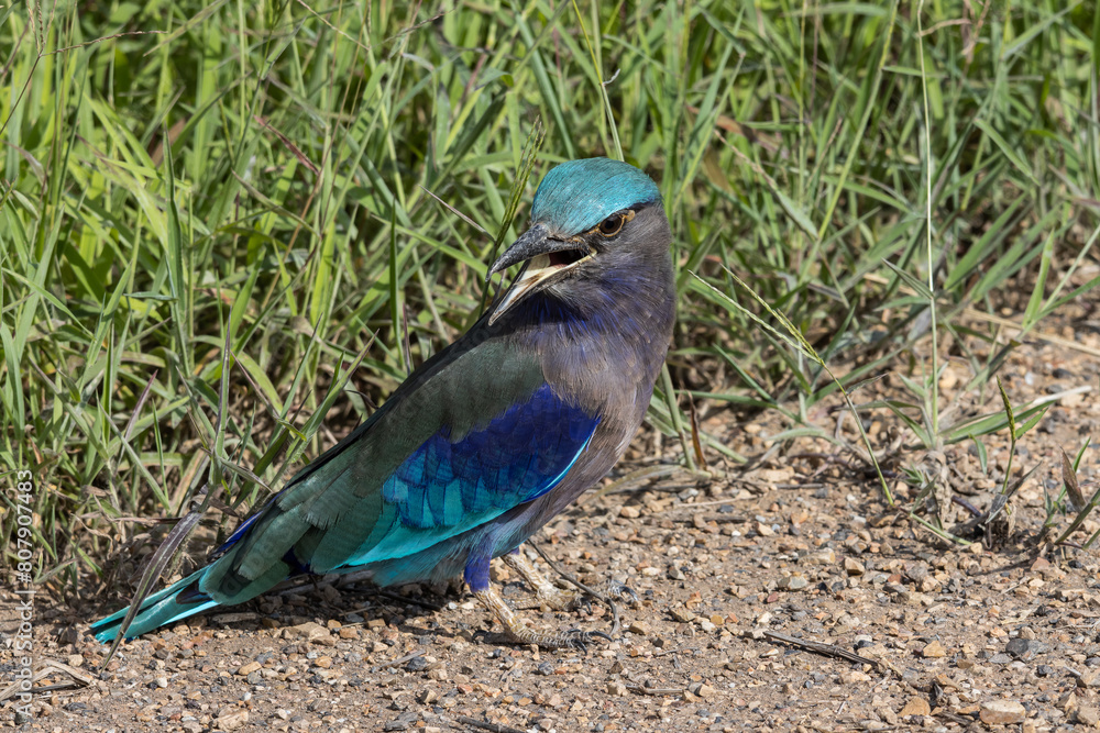 Indochinese roller close up shot animal portrait.