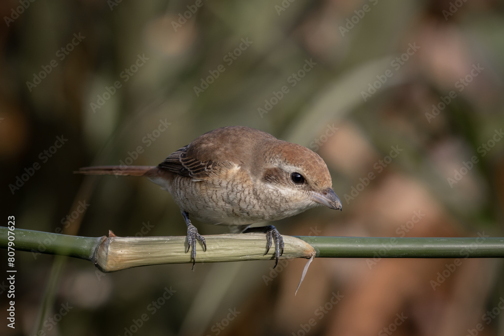 Brown shrike on the bamboo branch animal portrait.