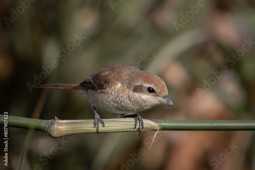 Obraz na płótnie Brown shrike on the bamboo branch animal portrait. w salonie