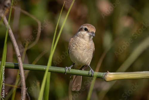 Obraz na płótnie Brown shrike on the bamboo branch animal portrait. w salonie