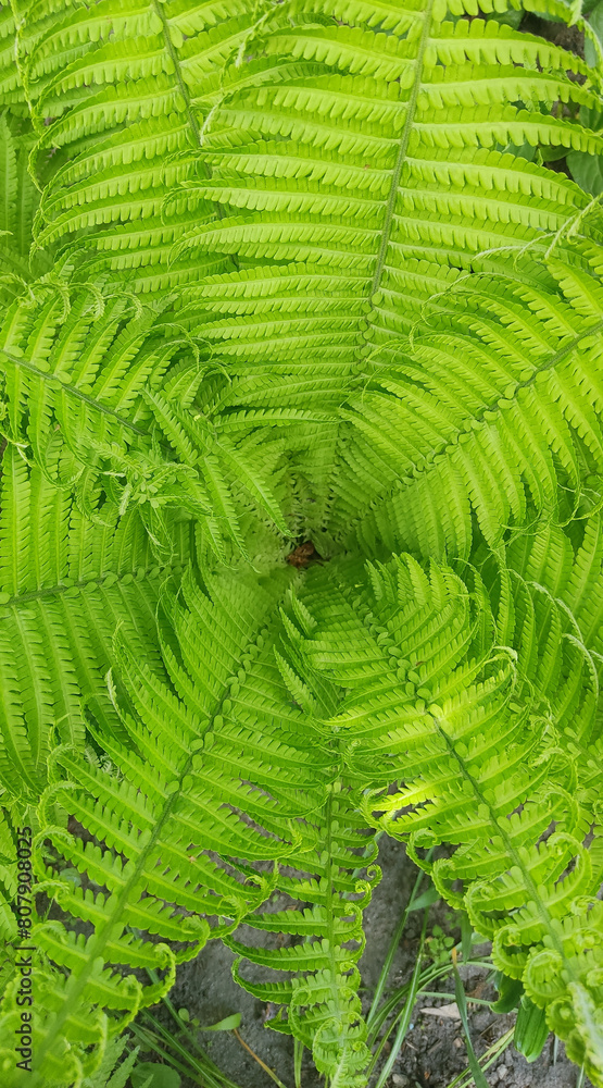 fern, fern bush, bright color fern leaves, photo of plants on a sunny day, background for photo fern, fern bush, bright color fern leaves, photo of plants on a sunny day, background for photo