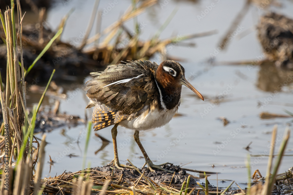 Greater Painted-snipe on the ground close up shot ( Animal portrait ).