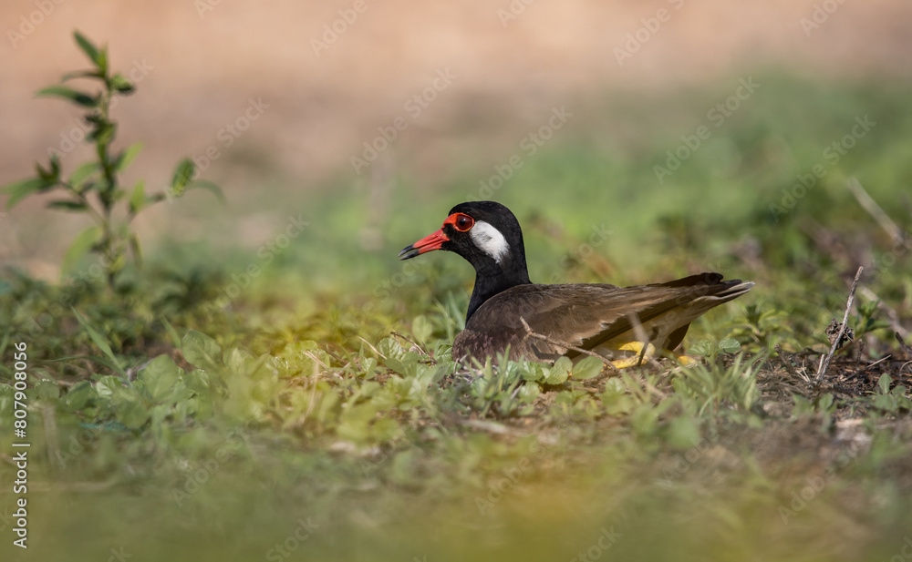 Red-wattled Lapwing on ground animal portrait.