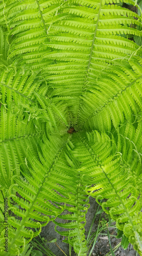 fern  fern bush  bright color fern leaves  photo of plants on a sunny day  background for photo 