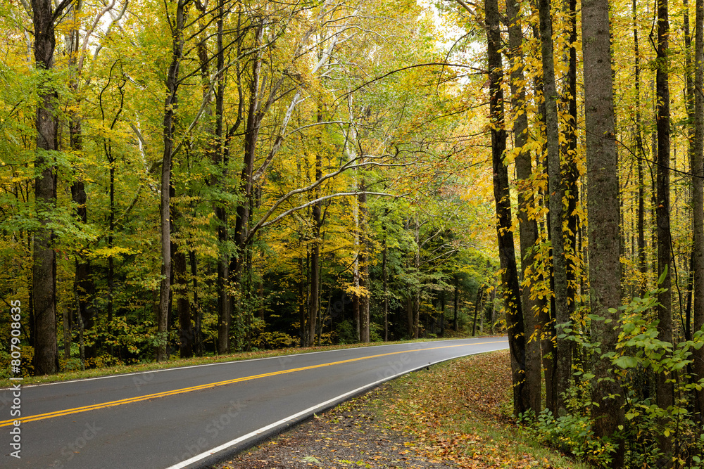 Fototapeta premium Autumn woods with a road