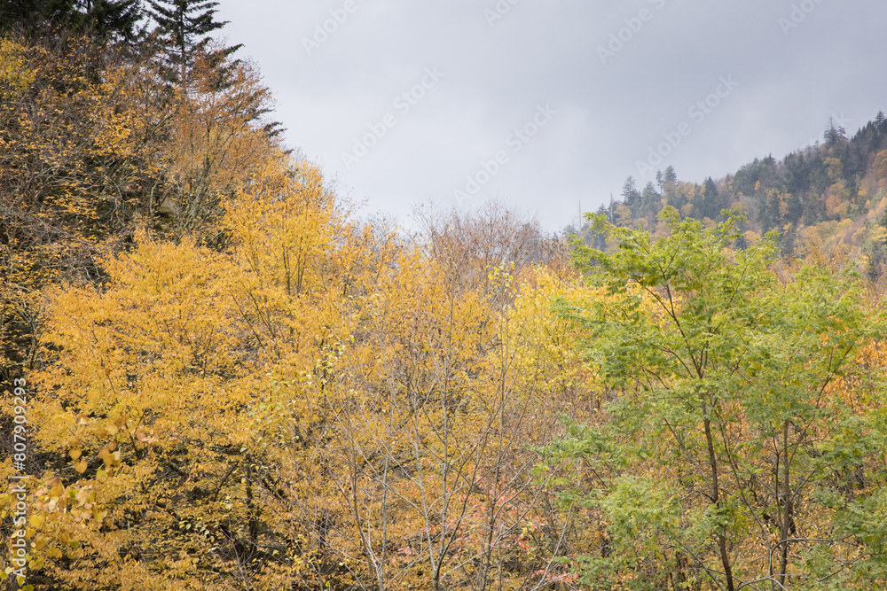 Autumn leaves in the mountains