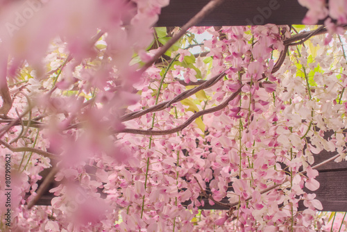 Wisteria brachybotrys, the silky wisteria, flowering plant, blooming pink flowers during spring as floral natural botanical pattern backdrop wallpaper photo