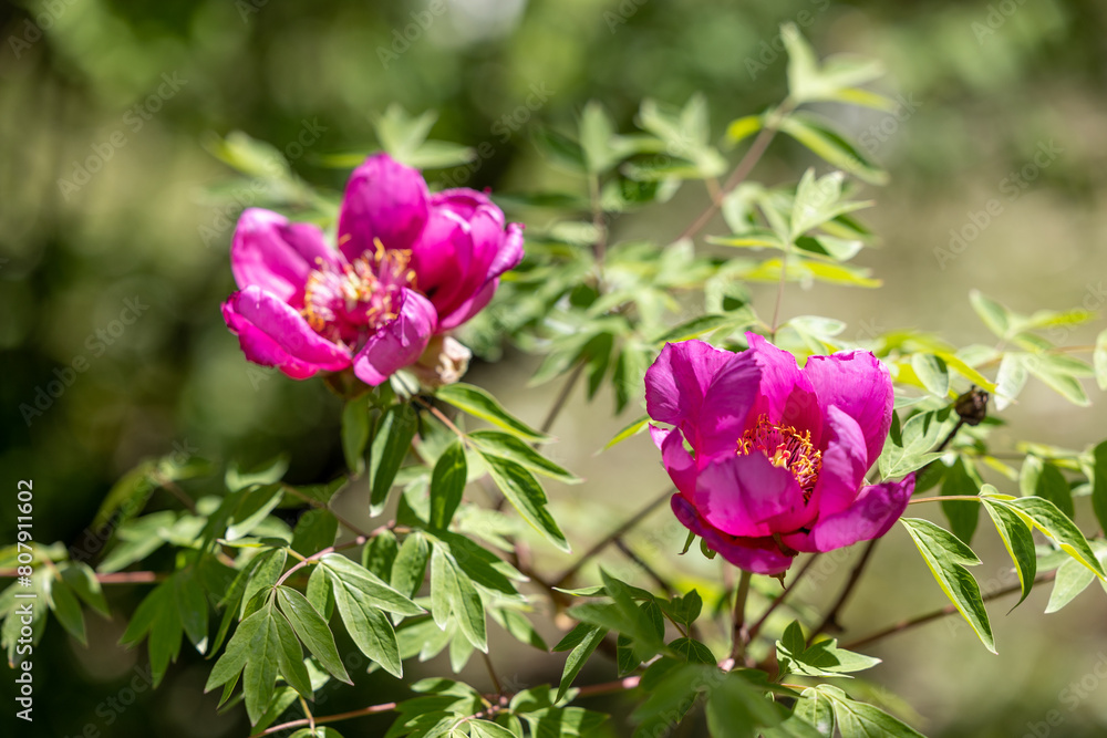 Pink tree peony flowers blooming in spring