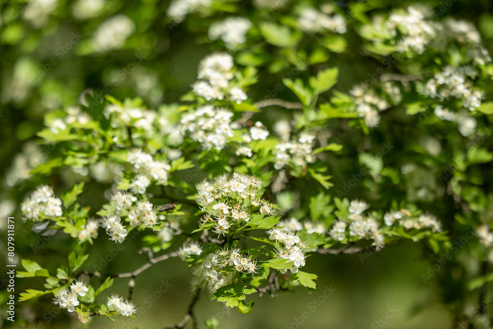 Blooming tree branch in spring Blooming tree branch in spring