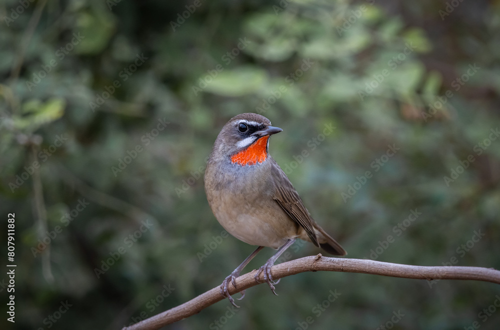 Siberian Rubythroat animal portrait close up shot.