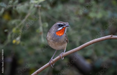 Obraz na płótnie Siberian Rubythroat animal portrait close up shot. w salonie