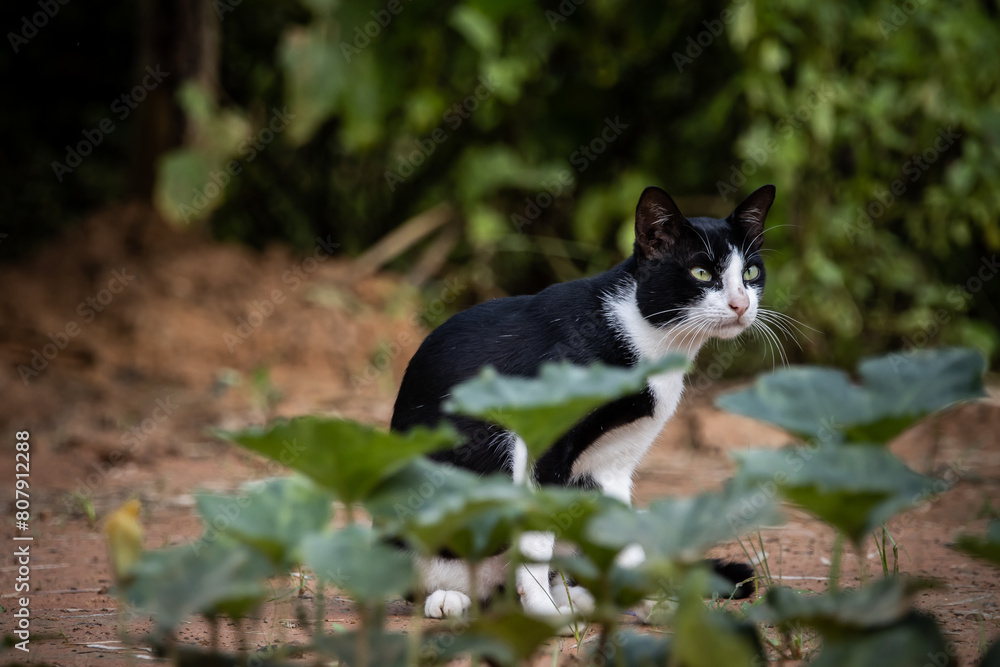 A cat with white and black stripes is in the garden.