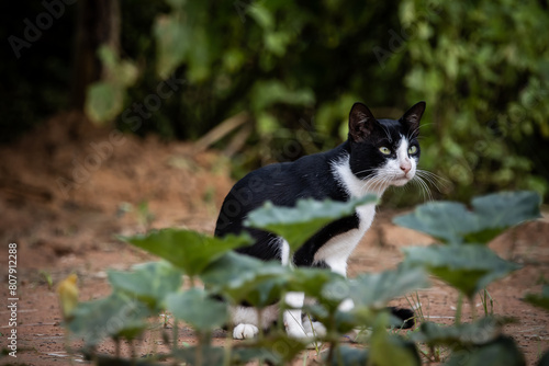 Obraz na płótnie A cat with white and black stripes is in the garden. w salonie