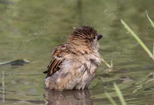 House Sparrow playing in a puddle on the floor along the walkway.