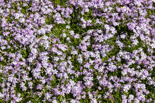 Natural floral background of purple flowers