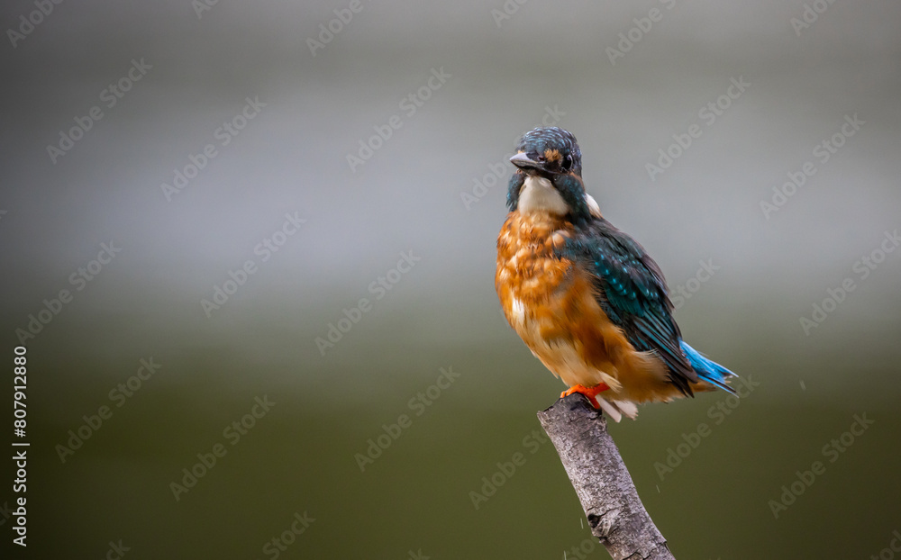 Common kingfisher on the branch tree animal portrait. Common kingfisher on the branch tree animal portrait.