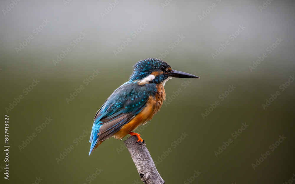 Common kingfisher on the branch tree animal portrait.