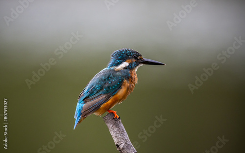 Obraz na płótnie Common kingfisher on the branch tree animal portrait. w salonie